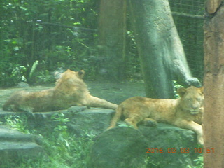 221 993. Indonesia Safari ride - lions