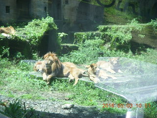 222 993. Indonesia Safari ride - lion