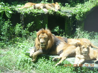 226 993. Indonesia Safari ride - lions