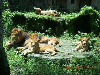 228 993. Indonesia Safari ride - lions