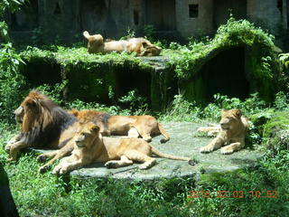 229 993. Indonesia Safari ride - lions