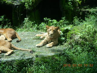 230 993. Indonesia Safari ride - lions