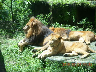 231 993. Indonesia Safari ride - lions