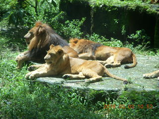 232 993. Indonesia Safari ride - lions