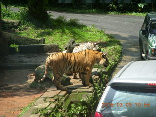 233 993. Indonesia Safari ride - tigers