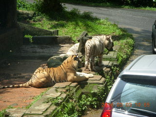 234 993. Indonesia Safari ride - tigers