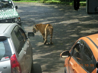 235 993. Indonesia Safari ride - tigers