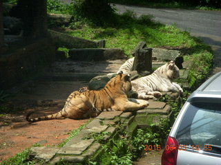 236 993. Indonesia Safari ride - tigers