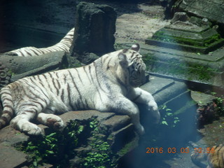 238 993. Indonesia Safari ride - tigers