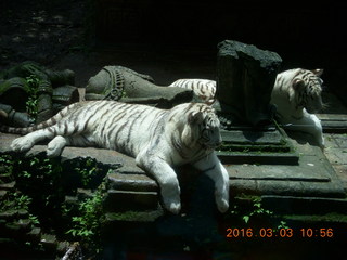 239 993. Indonesia Safari ride - tigers