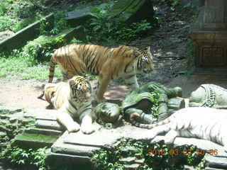 240 993. Indonesia Safari ride - tigers