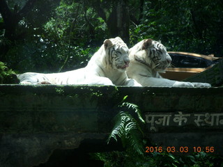 241 993. Indonesia Safari ride - tigers +++