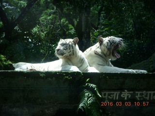 242 993. Indonesia Safari ride - tigers
