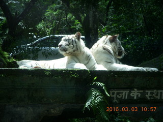 243 993. Indonesia Safari ride - tigers