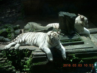 244 993. Indonesia Safari ride - tigers