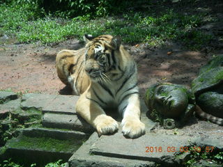 245 993. Indonesia Safari ride - tigers