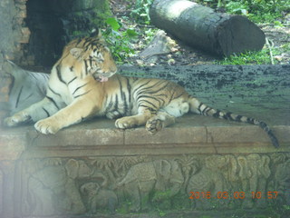 246 993. Indonesia Safari ride - tigers