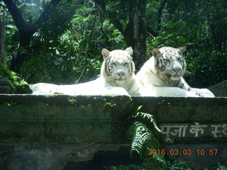 247 993. Indonesia Safari ride - tigers