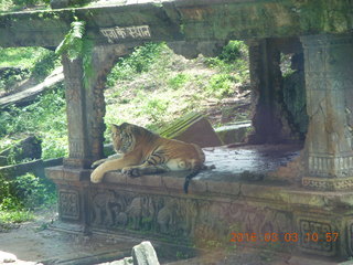 248 993. Indonesia Safari ride - tigers