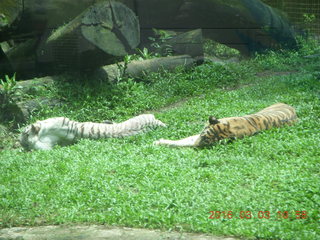 251 993. Indonesia Safari ride - tigers