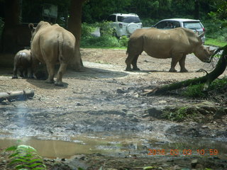 252 993. Indonesia Safari ride - rhinoceros