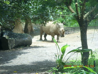 254 993. Indonesia Safari ride - rhinoceros