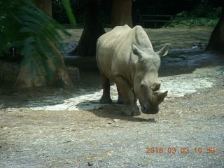 255 993. Indonesia Safari ride - rhinoceros