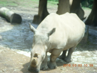 256 993. Indonesia Safari ride - rhinoceros