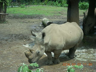 257 993. Indonesia Safari ride - rhinoceros