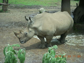 258 993. Indonesia Safari ride - rhinoceros