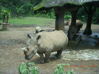 259 993. Indonesia Safari ride - rhinoceros