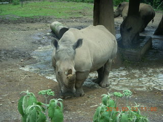 260 993. Indonesia Safari ride - rhinoceros