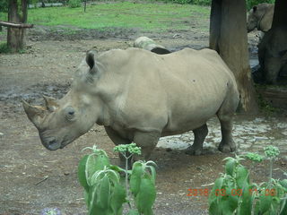 261 993. Indonesia Safari ride - rhinoceros