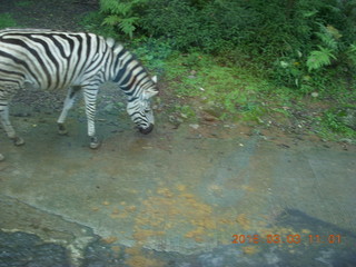 263 993. Indonesia Safari ride - zebra