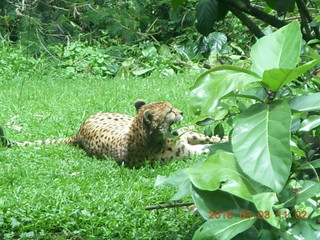 265 993. Indonesia Safari ride - cheetah