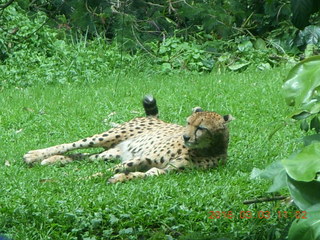 267 993. Indonesia Safari ride - cheetah