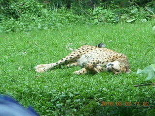 268 993. Indonesia Safari ride - cheetah