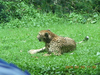 270 993. Indonesia Safari ride - cheetah