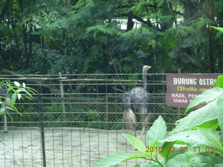 272 993. Indonesia Safari ride - ostrich