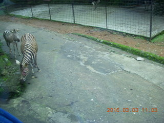 274 993. Indonesia Safari ride - zebras