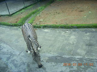 275 993. Indonesia Safari ride - zebras
