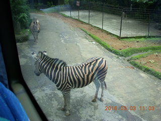 276 993. Indonesia Safari ride - zebras