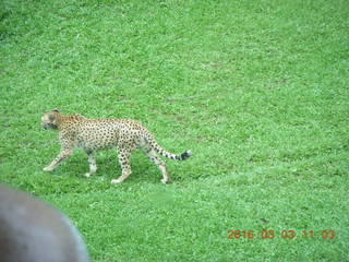 277 993. Indonesia Safari ride - cheetah