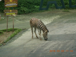 278 993. Indonesia Safari ride - zebras