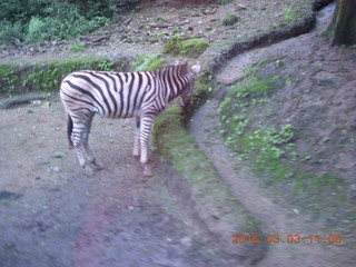 280 993. Indonesia Safari ride - zebra