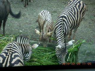 281 993. Indonesia Safari ride - zebras