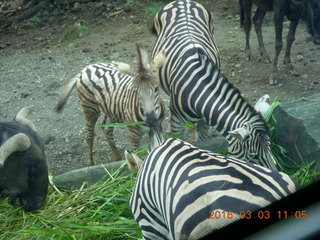 283 993. Indonesia Safari ride- zebras