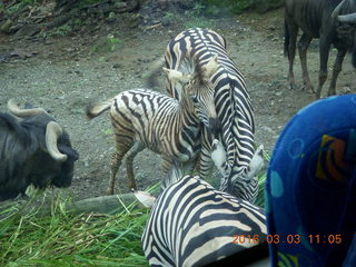 284 993. Indonesia Safari ride - zebras