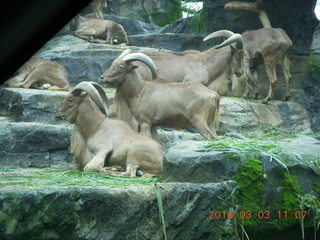 289 993. Indonesia Safari ride - big-horn sheep