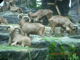 290 993. Indonesia Safari ride - big-horn sheep